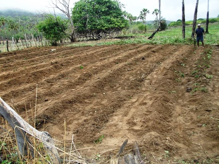 Chuvas começam a cair e animam agricultores de São João da Varjota - Imagem 14