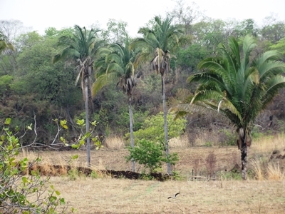 Chuvas começam a cair e animam agricultores de São João da Varjota - Imagem 6