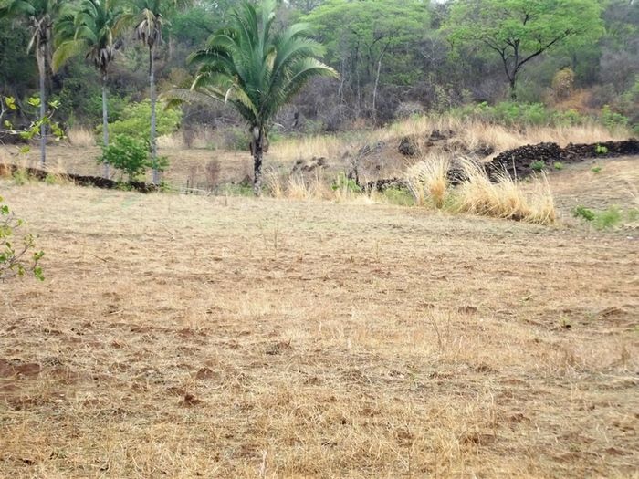 Chuvas começam a cair e animam agricultores de São João da Varjota - Imagem 2