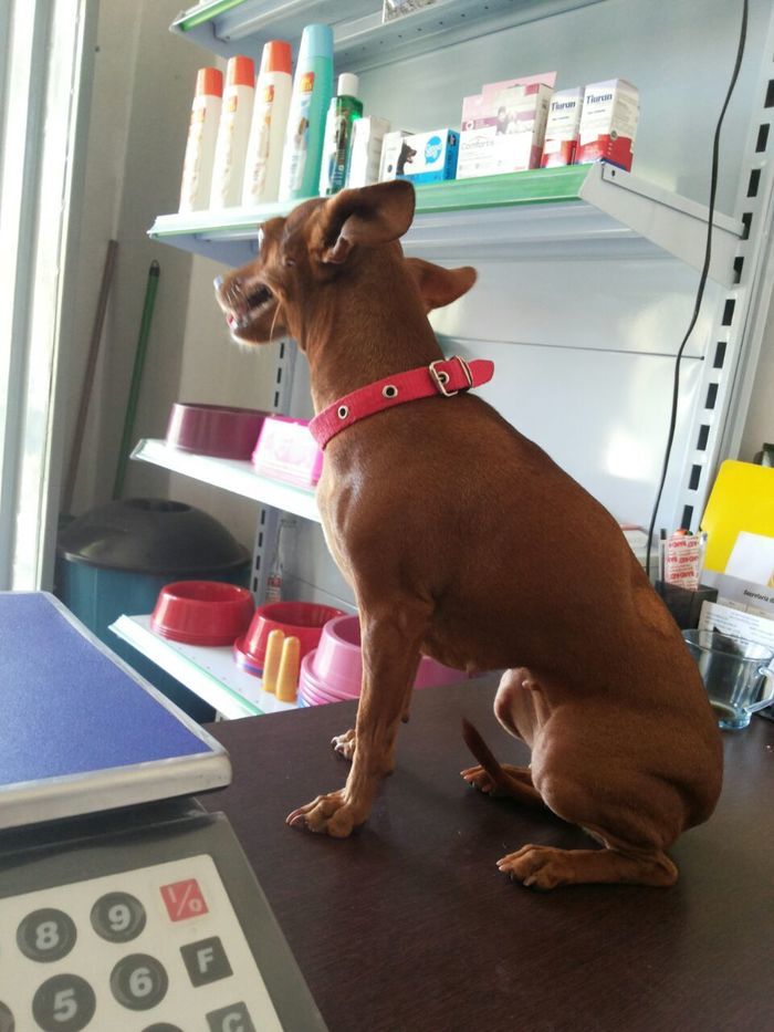 Agropet em nome do Dr. Lauro Weslley realiza o primeiro mutirão  - Imagem 5