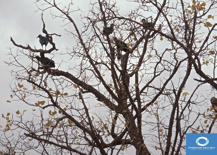 Fumaça tóxica do lixão prejudica saúde da população   - Imagem 11