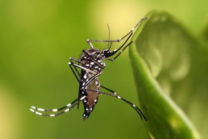 “Combate ao aedes aegypit” - Imagem 1