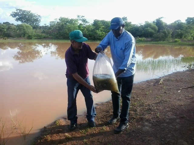 Prefeitura Distribui Alevinos nos Açudes de Ipiranga - Imagem 4