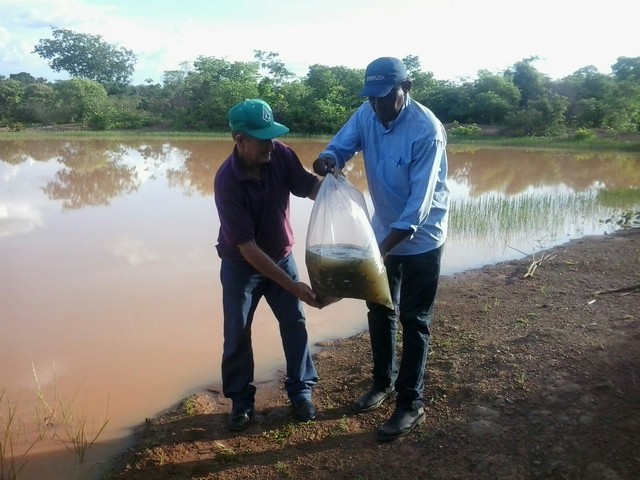 Prefeitura Distribui Alevinos nos Açudes de Ipiranga - Imagem 13