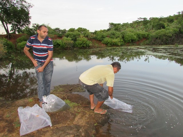Prefeitura Distribui Alevinos nos Açudes de Ipiranga - Imagem 40