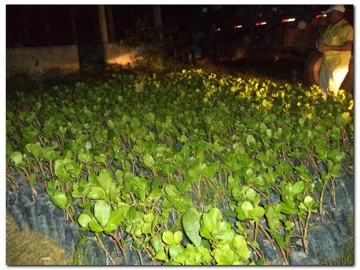 Secretaria Municipal de Agricultura distribui mudas de Cajueiros - Imagem 4