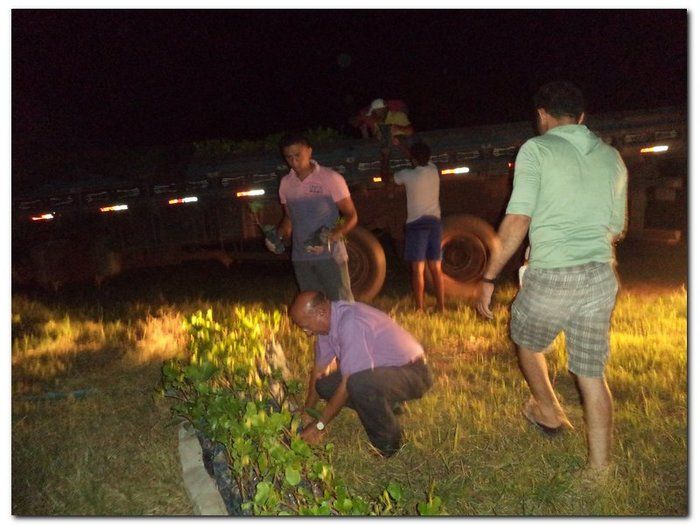 Secretaria Municipal de Agricultura distribui mudas de Cajueiros - Imagem 3