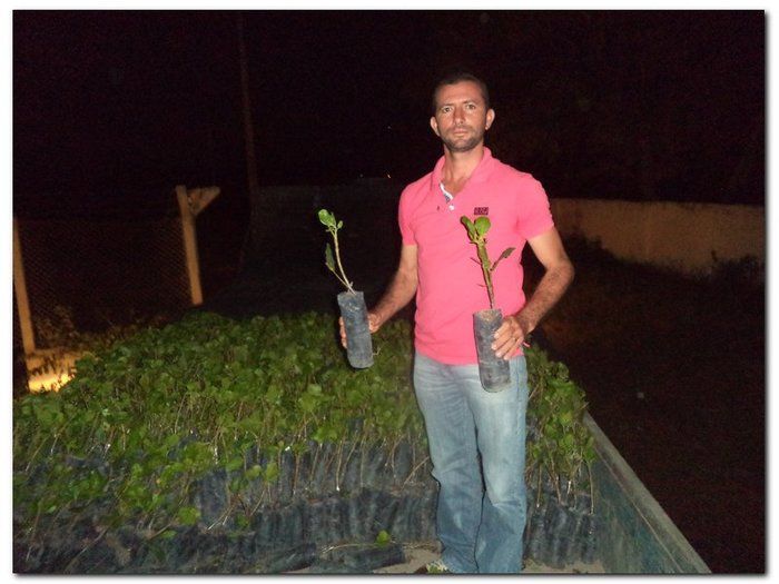 Secretaria Municipal de Agricultura distribui mudas de Cajueiros - Imagem 1