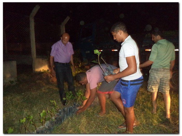 Secretaria Municipal de Agricultura distribui mudas de Cajueiros - Imagem 2