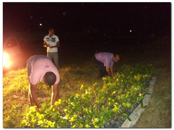 Secretaria Municipal de Agricultura distribui mudas de Cajueiros - Imagem 5