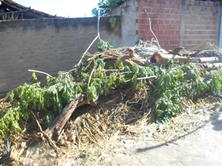 Combate ao Aedes Aegypit - Imagem 28