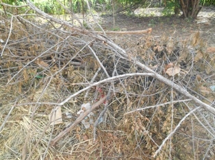 Combate ao Aedes Aegypit - Imagem 9