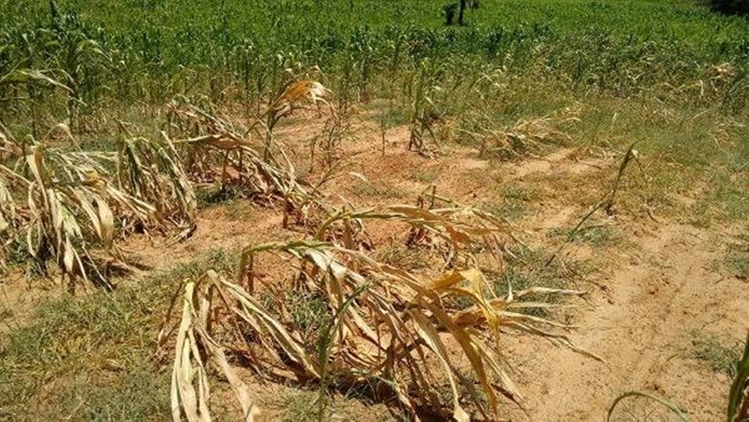 Falta de chuva gera prejuízos para produtores de Santa Rosa