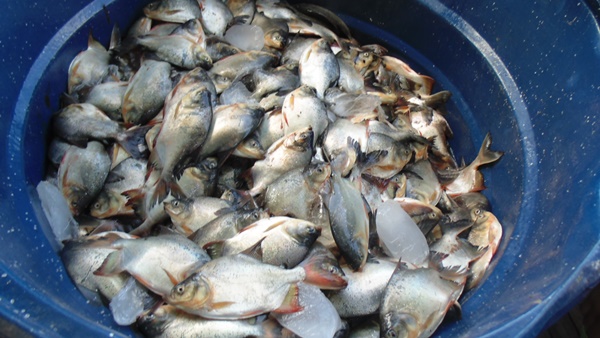 Moradores de Santo Inácio recebem peixes para a Semana Santa - Imagem 6