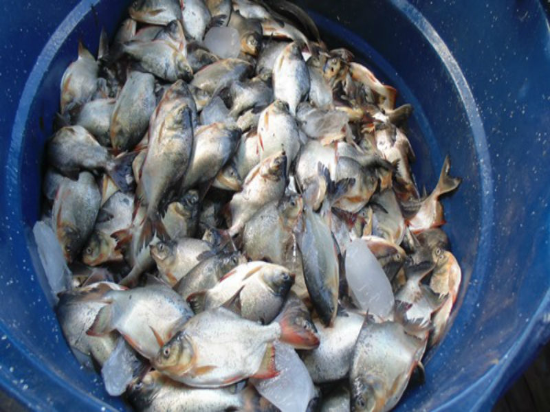 Moradores de Santo Inácio recebem peixes para a Semana Santa