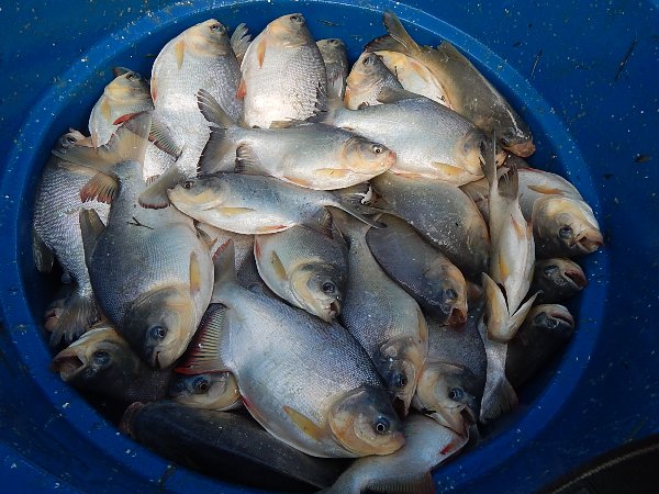 Prefeito distribuiu mais de 2.500 quilos de peixe para a População - Imagem 2