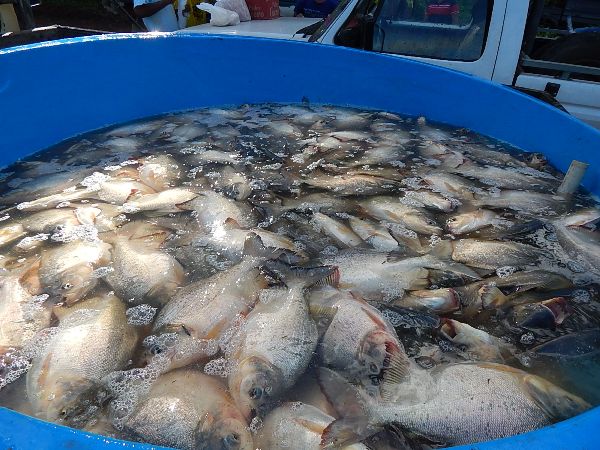 Prefeito distribuiu mais de 2.500 quilos de peixe para a População - Imagem 1