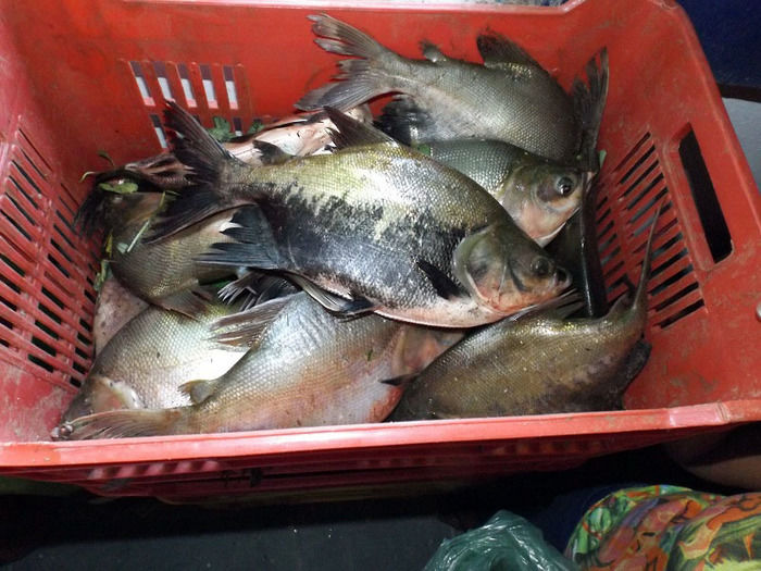 Prefeitura de Oeiras distribui peixes para famílias carentes - Imagem 1
