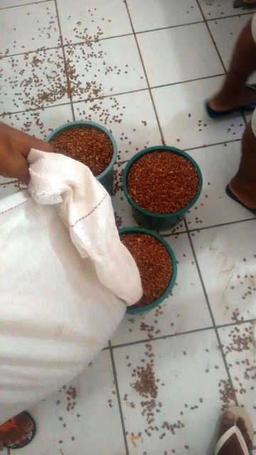 Prefeitura de BH começou a distribuição de 11 toneladas de feijão - Imagem 4