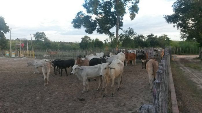 Irmãos Feitosa realiza a X edição da vaquejada no Chico Maricô - Imagem 22