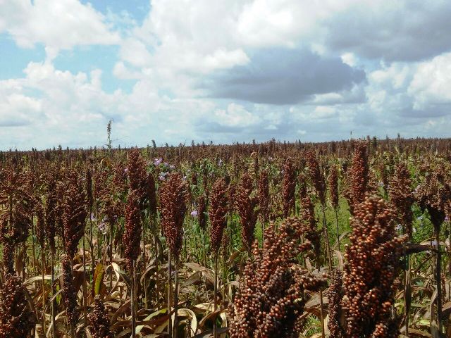 AGROBARRAS se prepara para colheita de milho, soja e sorgo - Imagem 2