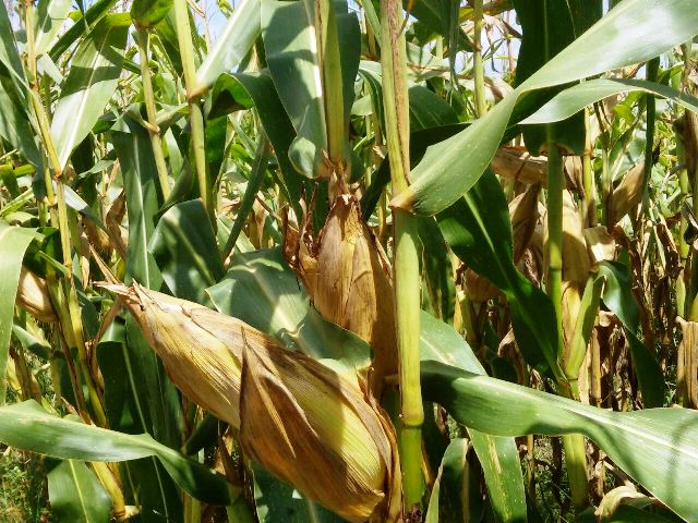 AGROBARRAS se prepara para colheita de milho, soja e sorgo - Imagem 3