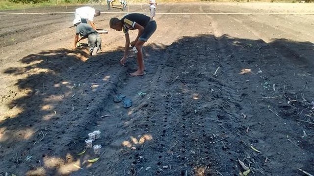 Prefeitura  e EMBRAPA Desenvolvem Projeto Para Produção de Alho - Imagem 2