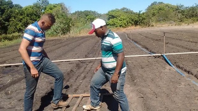 Prefeitura  e EMBRAPA Desenvolvem Projeto Para Produção de Alho - Imagem 6