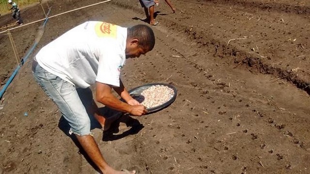 Prefeitura  e EMBRAPA Desenvolvem Projeto Para Produção de Alho - Imagem 4