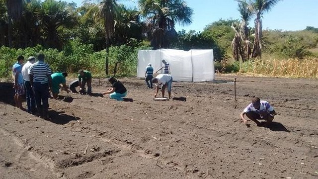 Prefeitura  e EMBRAPA Desenvolvem Projeto Para Produção de Alho - Imagem 10