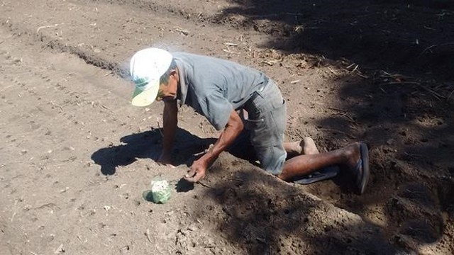 Prefeitura  e EMBRAPA Desenvolvem Projeto Para Produção de Alho - Imagem 3