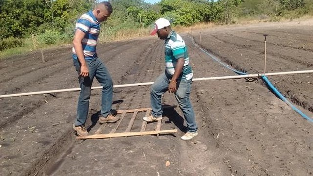 Prefeitura  e EMBRAPA Desenvolvem Projeto Para Produção de Alho - Imagem 5