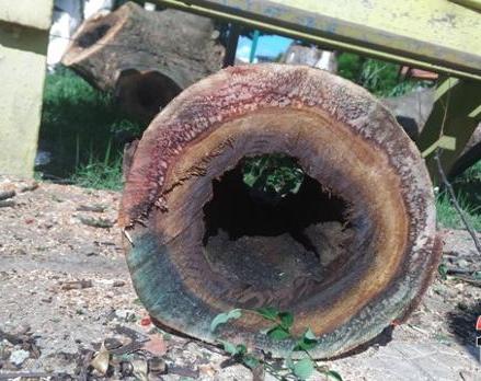 Árvores com risco de queda são retiradas da Praça Monsenhor Boson - Imagem 4