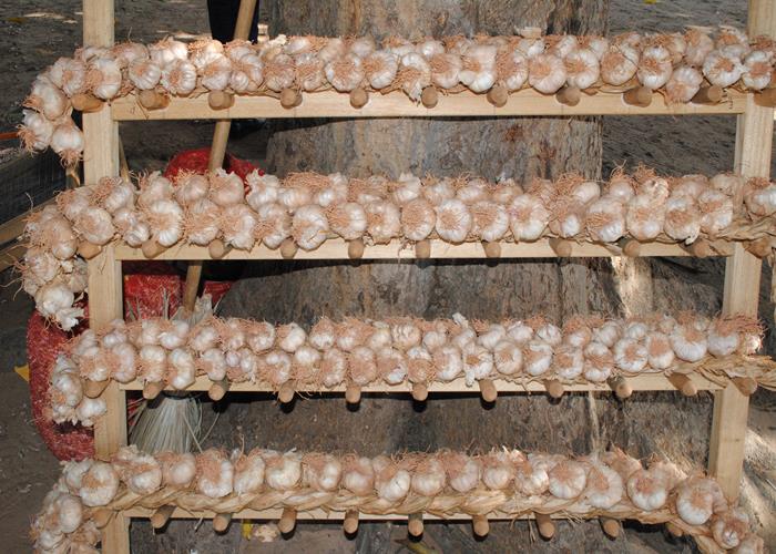 13ª edição do Festival de Inverno poderá ficar na história  - Imagem 1