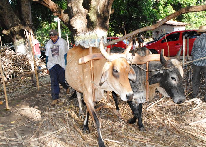 Praça lota e público interage com Gal Costa, na sexta de festival - Imagem 19