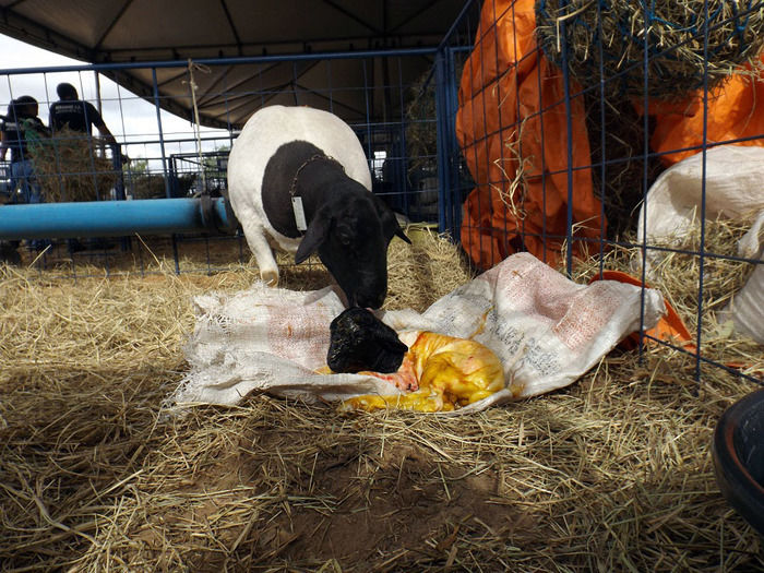 Mais um sucesso consolida de vez a EXPOEIRAS - Imagem 2