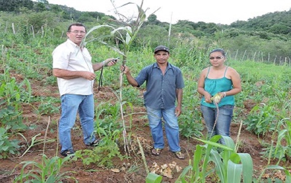 Perdas agrícolas ultrapassam os 70% em Pedro II 
