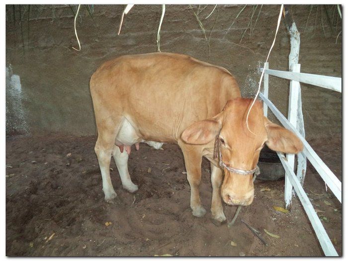 Comunidade inhumense comemora o aniversário da Cidade - Imagem 4