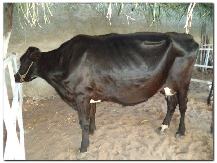 Comunidade inhumense comemora o aniversário da Cidade - Imagem 1