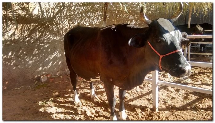 População de Inhuma festeja 62º aniversário da cidade - Imagem 17