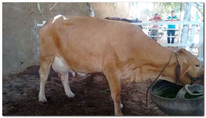 População de Inhuma festeja 62º aniversário da cidade - Imagem 19