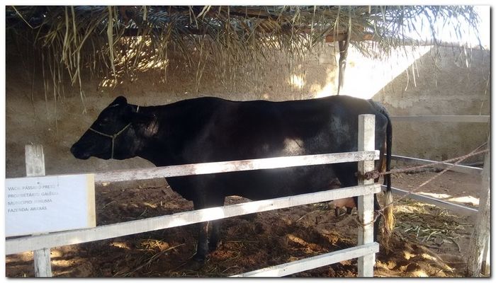 População de Inhuma festeja 62º aniversário da cidade - Imagem 8