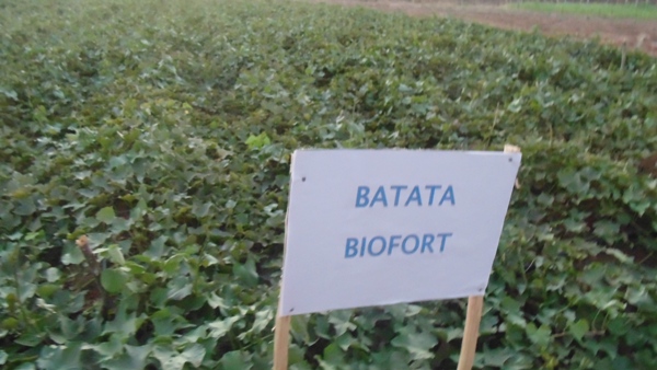 Feira agrícola é realizada com sucesso em Santo Inácio  - Imagem 29