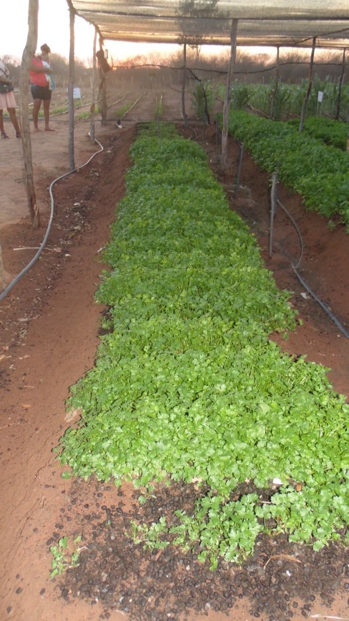 Feira agrícola é realizada com sucesso em Santo Inácio  - Imagem 12