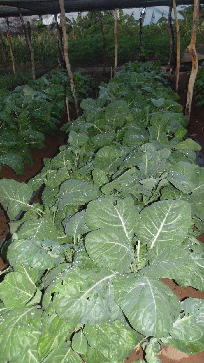 Feira agrícola é realizada com sucesso em Santo Inácio  - Imagem 17