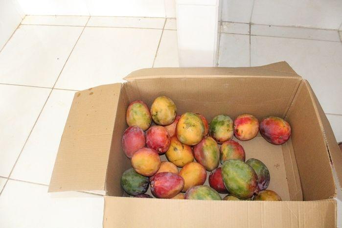 Curso de Capacitação de Polpa Congelada em Vila Zé Paulino - Imagem 15