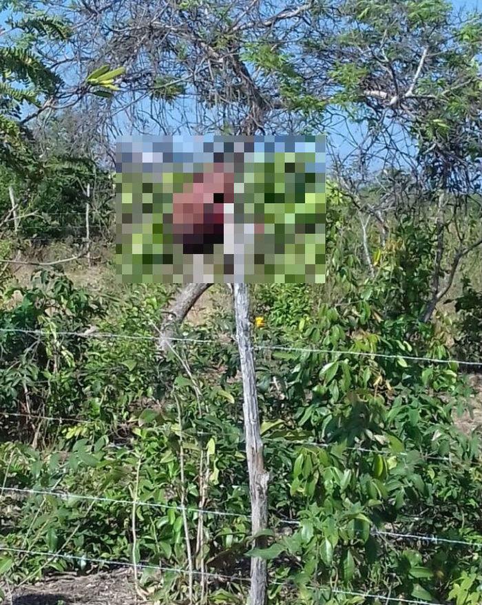Cabeça do suspeito foi pendurada em uma cerca (Crédito: Reprodução)