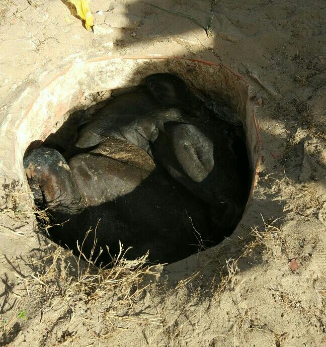 Animal morreu após a queda (Crédito: Kairo Amaral)