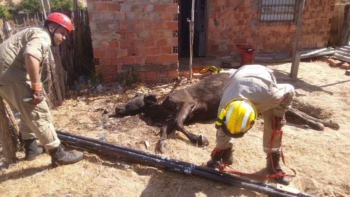 Animal morreu após a queda (Crédito: Kairo Amaral)