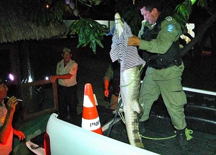 Jacaré chegando no IBAMA em Parnaíba.  (Crédito: Kairo Amaral)